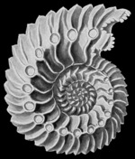 thumbnail of Ammonite01.png