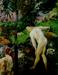 [thumbnail of gauguin-bathers-1887]