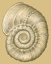 [thumbnail of Foraminifera01.png]
